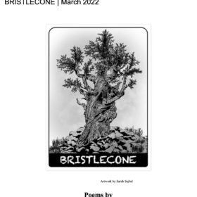 The March 2022 Issue of BRISTLECONE is here!